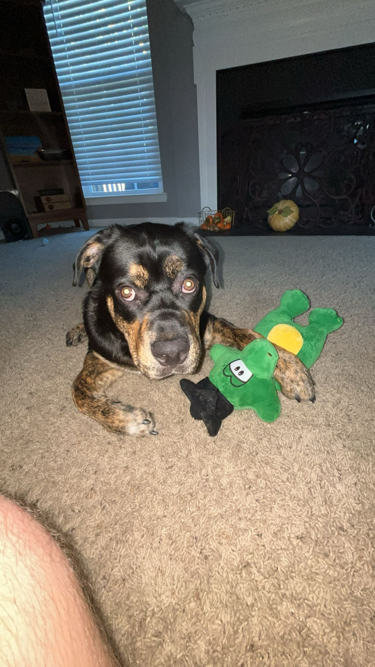 A dog with stuffed animal